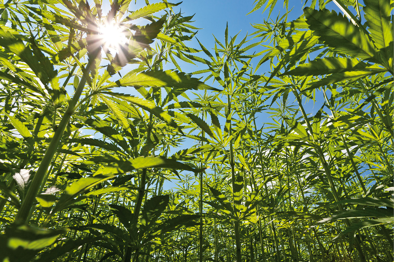 Dalla Natura un Sistema High-Tech