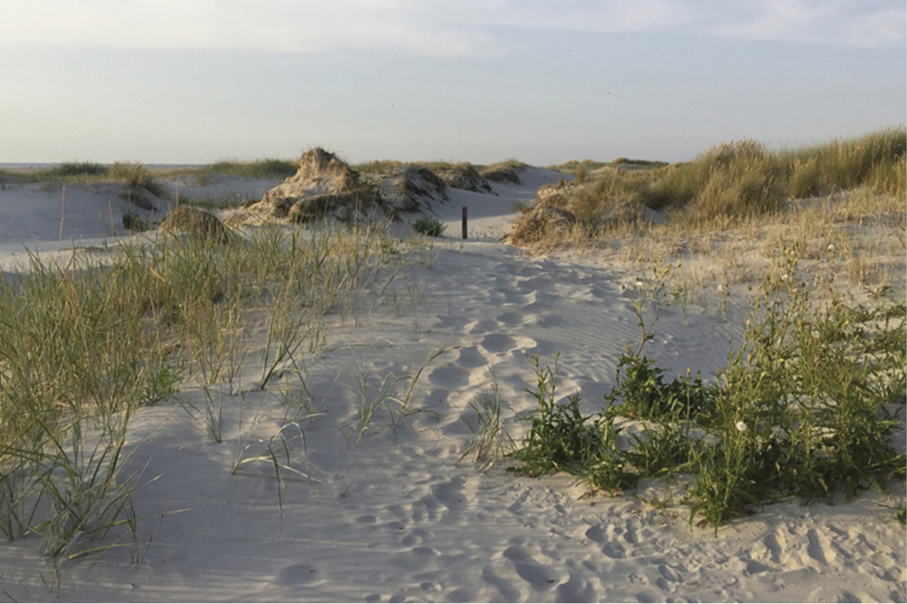 Caparol Trend Color 2021